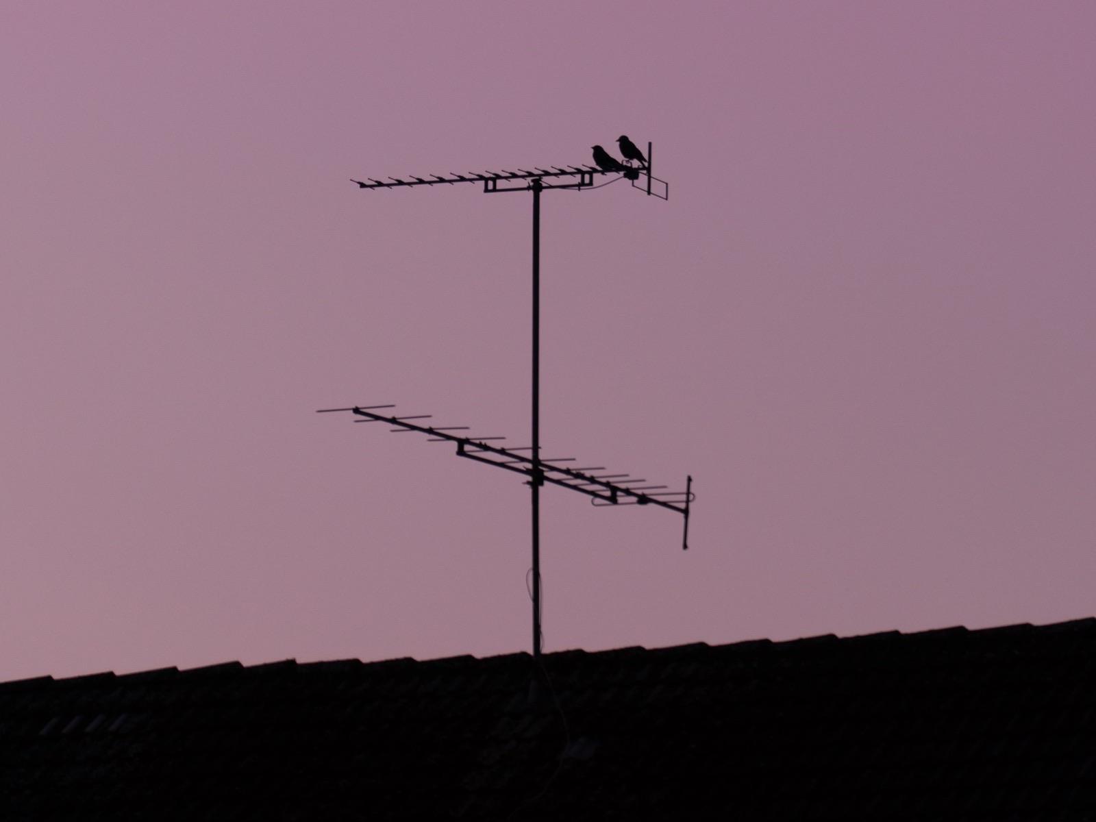Two birds perched on a television aerial above the tiled ridgeline of a suburban house at dusk.